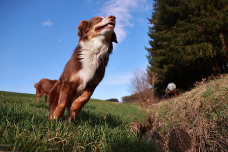 A brown and white dog is jumping in the grassの写真素材