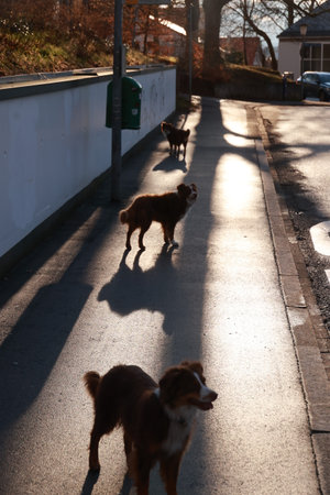 Three dogs are walking down a sidewalk, with one of them looking at the cameraの写真素材