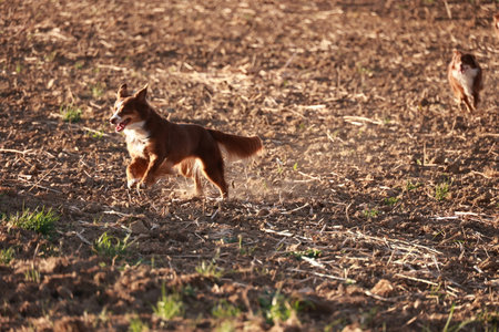 Brown dog is running through a field of tall grass