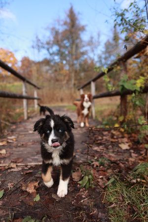 Two dogs are walking on a bridge with leaves on the ground