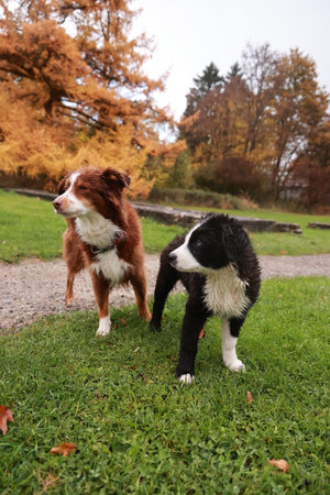 Two dogs standing in a grassy field