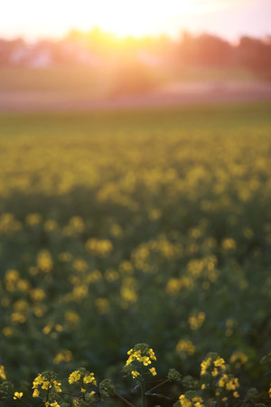Field of yellow flowers with a sun in the backgroundの写真素材