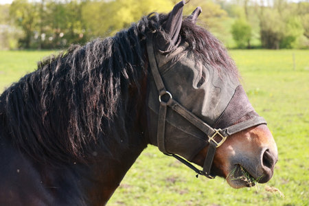Horse with a black mane and a black mask on its faceの写真素材