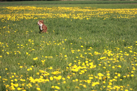 Dog is standing in a field of yellow flowersの写真素材
