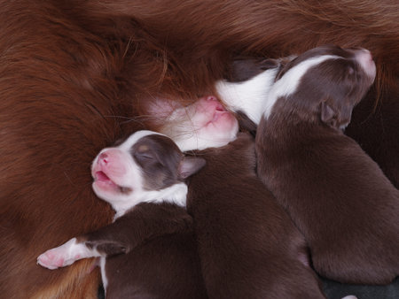 A group of puppies are sleeping with their motherの写真素材