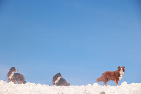 Dog is standing in the snow next to three other dogsの写真素材