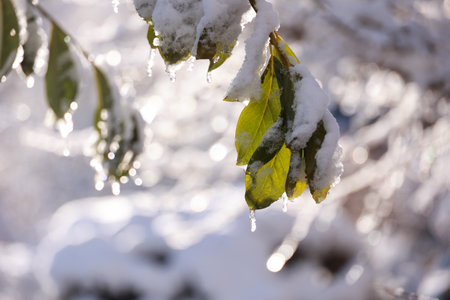 Leaf is covered in snow and ice