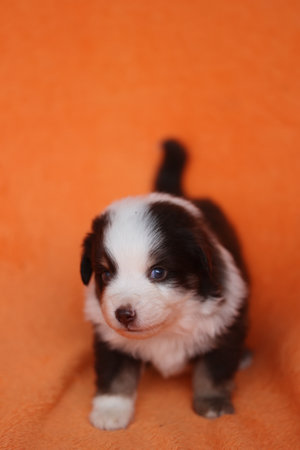 A small puppy with brown and white fur is standing on a red backgroundの写真素材
