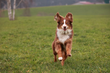 A brown and white dog is running through a fieldの写真素材