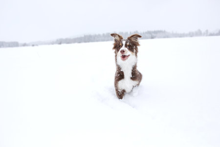 Brown and white dog is running through the snowの写真素材
