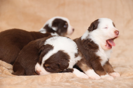 Three puppies are laying on a bed, one of which is yawningの写真素材