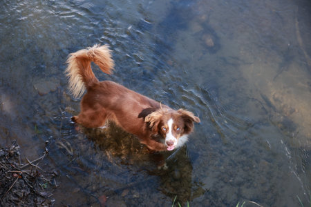 Brown dog is in the water, looking up at the cameraの写真素材