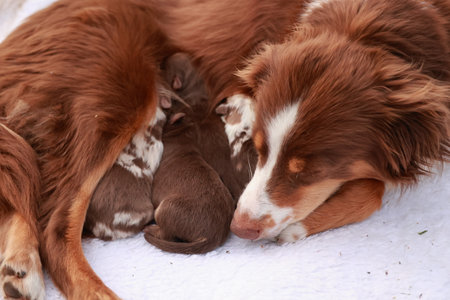 A brown dog is laying on a white blanket with its puppiesの写真素材