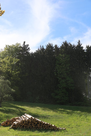 A pile of wood is stacked in a grassy field