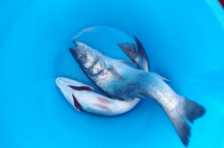 Fish is in a blue bucketの写真素材