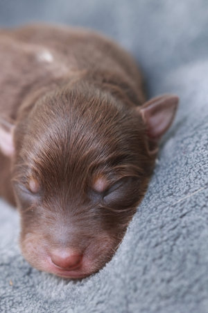 A brown puppy is sleepingの写真素材