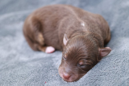 A brown puppy is sleeping on a blanket