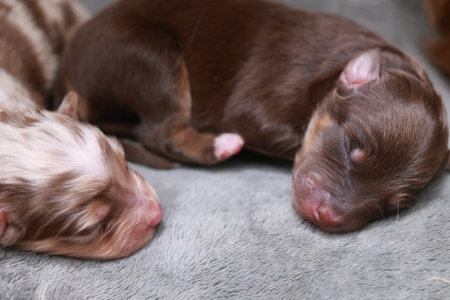 Two puppies are sleeping on a blanketの写真素材