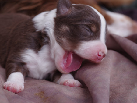 Brown and white puppy is sleeping on a blanketの写真素材