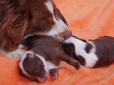 Mother dog is nursing her puppiesの写真素材