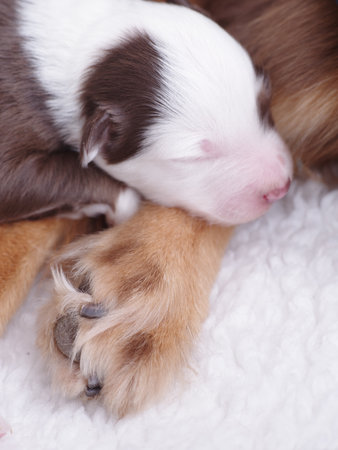 Puppy is sleeping on a white blanketの写真素材