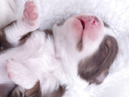 Puppy is sleeping on a white blanketの写真素材