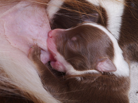A baby dog is nursing from its motherの写真素材