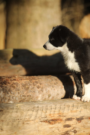 Black and white dog is standing on a logの写真素材