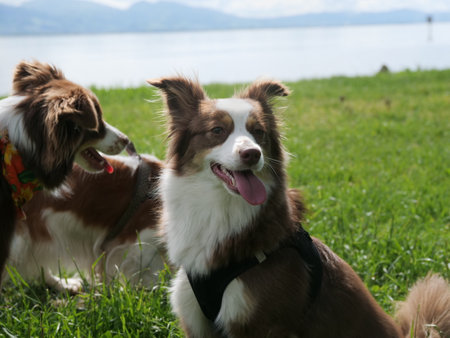 Two dogs are sitting in a grassy field by a body of water