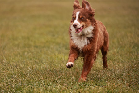 A brown and white dog is running through a field of grassの写真素材