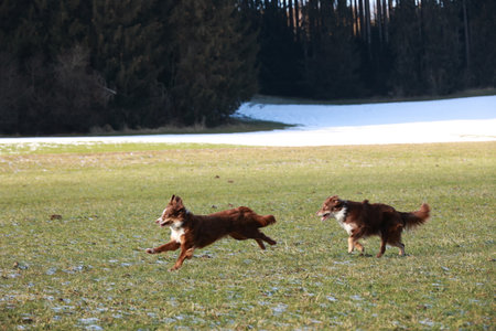 Two dogs are running in a fieldの写真素材