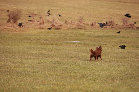 A dog is running through a field of tall grassの写真素材