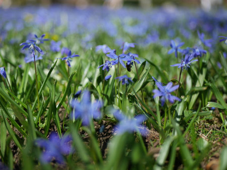 Field of blue flowers with a few yellow flowers in the backgroundの写真素材