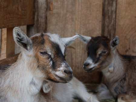 Two goats are laying down in a penの写真素材