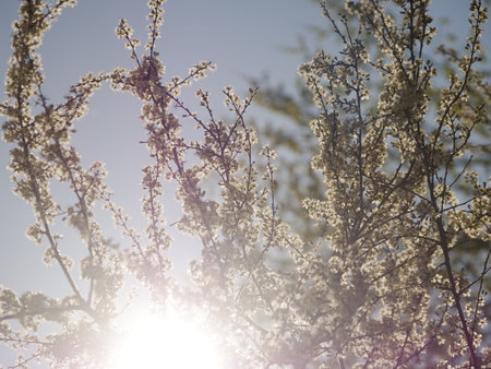 Tree with many branches and leaves, and the sun is shining brightly on itの写真素材