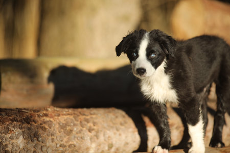 Black and white dog is standing on a logの写真素材