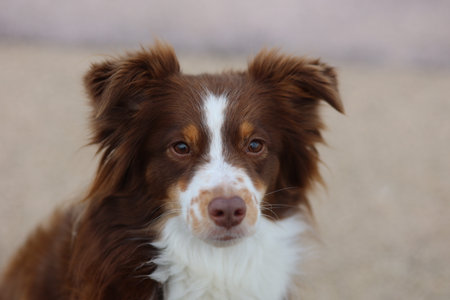 Brown and white dog with a black nose is looking at the cameraの写真素材