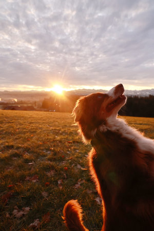 A dog is standing in a field with a beautiful sunset in the backgroundの写真素材