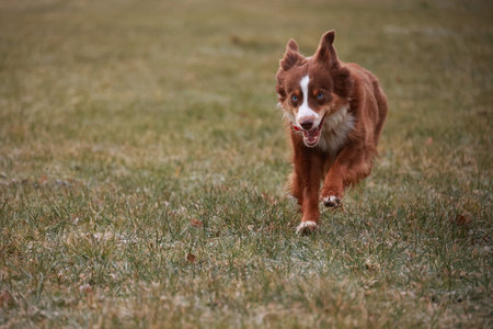 A brown and white dog is running through a field of grassの写真素材