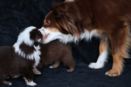 Mother dog is petting her puppiesの写真素材