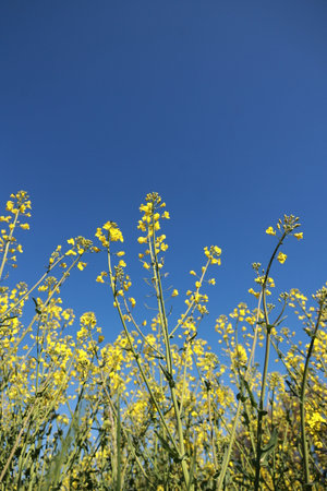 Field of yellow flowers with a blue sky in the background