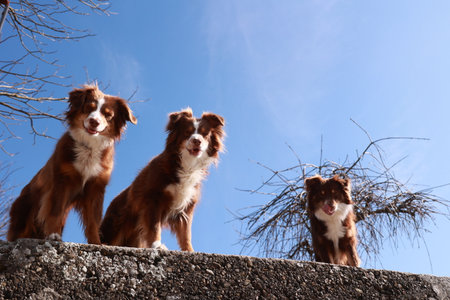 Three brown and white dogs are sitting on a wall, looking up at the skyの写真素材