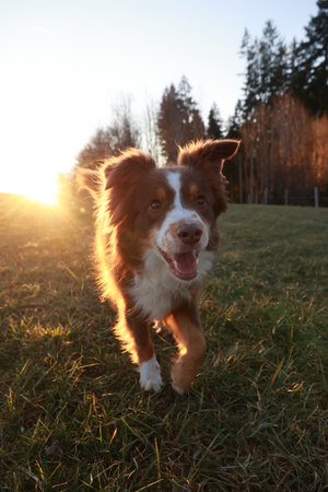 Brown and white dog is running in a field with the sun shining on itの写真素材