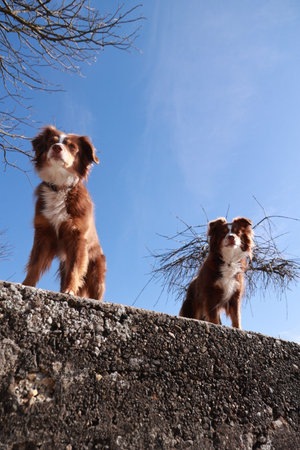 Two brown dogs are standing on a wall, looking up at the skyの写真素材