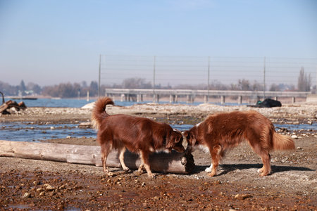 Two dogs are sniffing each other on a beach