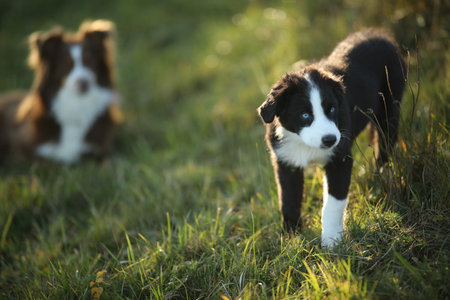 Two dogs are standing in a grassy fieldの写真素材