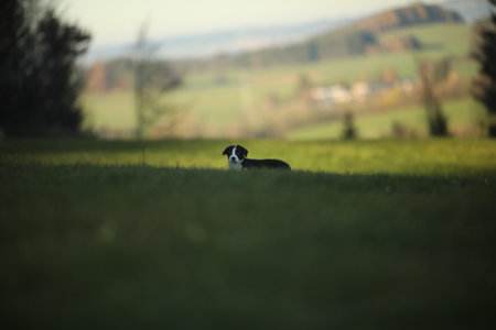 Dog is laying in the grass in a fieldの写真素材