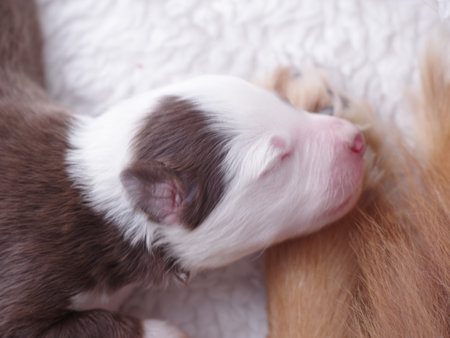 Puppy is sleeping on a white blanketの写真素材