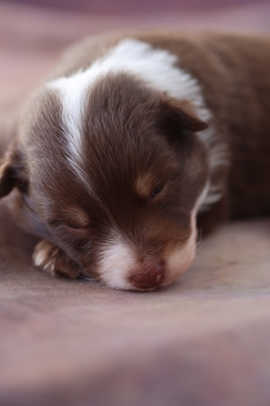 A brown and white puppy is sleeping on a bedの写真素材