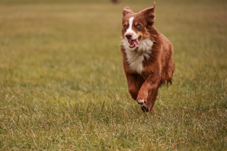 A brown and white dog is running through a field of grassの写真素材